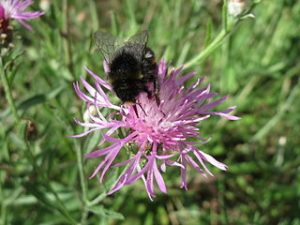 Hummel auf Wiesenflockenblume (Creative-Commons-Lizenz)