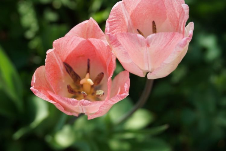 Tulpenblüte im Gemeinschaftsgarten