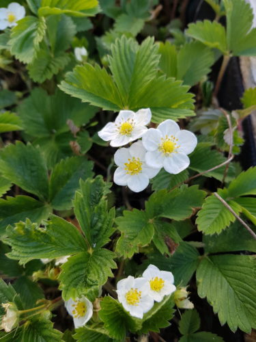 Geduld bis nach die nächsten kalte Nächte...