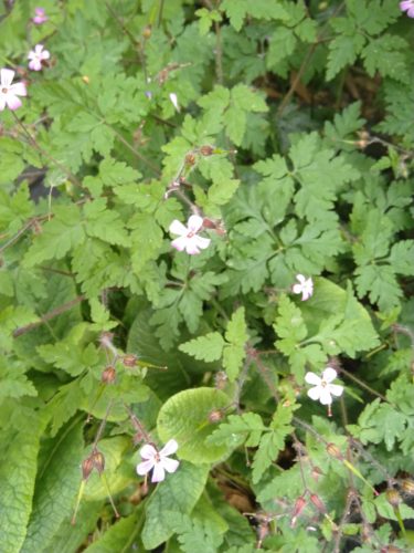 Kennt Ihr das Ruprechtskraut?