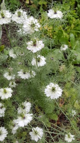 Der Regen tut sooooo gut!