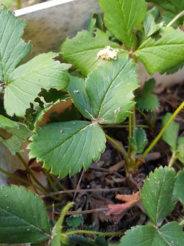 Aktion Erdbeer Hochbeete Entleerung